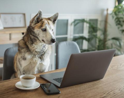 a dog sitting on a table
