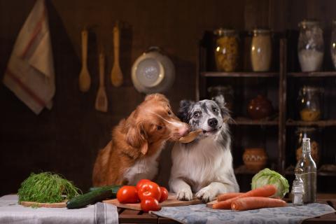 Dog Food